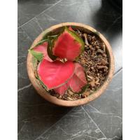 อโกลนีมาช้างแดง (Aglaonema Super red) เมล็ด