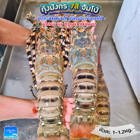 กุ้งมังกร7สี สด  ส่งฟรีตัวละ1-1.2Kg. เนื้อหว๊านหวาน