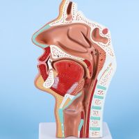 Head Anatomy Model Nasopharyngeal Model Side Vascular Nerve Model In The Mouth Nose and Throat Nasal Cavity Anatomical Model