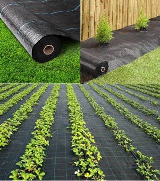 90gsm Weed Mat (Penutup Bumi) 1.2M Tinggi/Height | Lazada