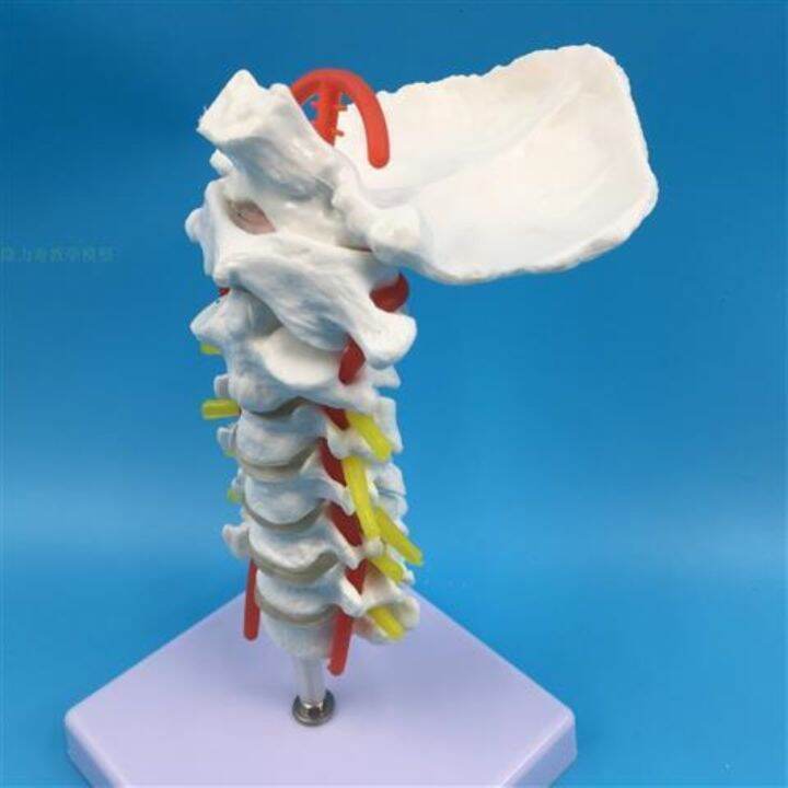 1-1-human-cervical-spine-bone-skeleton-model-with-neural-model-teaching-medical-specimens-of-human-body