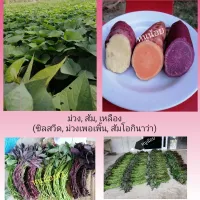 ( Promotion+++) คุ้มที่สุด ยอดพันธุ์มันหวานญี่ปุ่นแท้100% 1ชุด60ยอด มีม่วง, ส้ม, เหลืองเนื้อหอมหวานอร่อย ราคาดี พรรณ ไม้ น้ำ พรรณ ไม้ ทุก ชนิด พรรณ ไม้ น้ำ สวยงาม พรรณ ไม้ มงคล