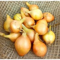 100 เมล็ด เมล็ดหอมหัวใหญ่ สายพันธุ์ หอมใหญ่ Wolska ของแท้ 100% อัตราการงอก 70-80% Onion Seed มีคู่มือปลูก