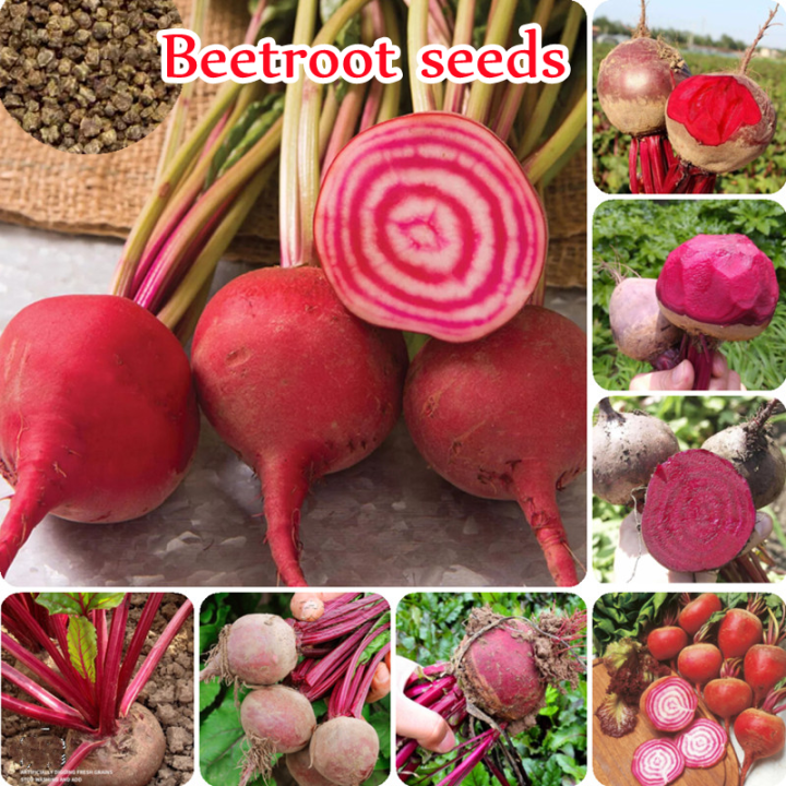 [Fast Delivery] 100 Authentic Red Beetroot Seeds (150 Seeds ) Rare