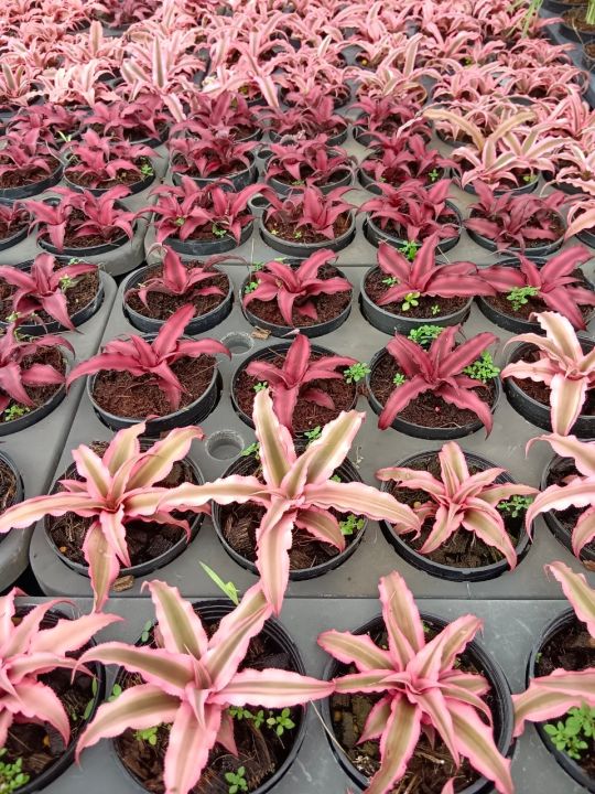 สับปะรดสีแคระ-neoregelia-hybrid-ดาวชมพู-ต้นไม้ฟอกอากาศ-ไม้จัดสวน