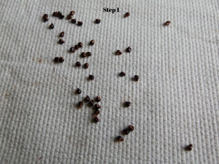 50-เมล็ดพันธุ์-เมล็ด-ซักคิวเลนต์-หรือ-ไม้อวบน้ำ-กระบองเพชร-ฮาโวร์เทีย-haworthia-succulent-seeds-อัตราการงอก-80-85