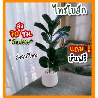 หิน! #ต้นไม้ปลอม ต้นไทรใบสัก สวยเนียน/ ต้นสูง 70cm พร้อมกระถาง หิน!! flashsale ลดกระหน่ำ