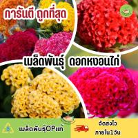 ถูกที่สุด เมล็ดพันธุ์ ดอกหงอนไก่คละสี