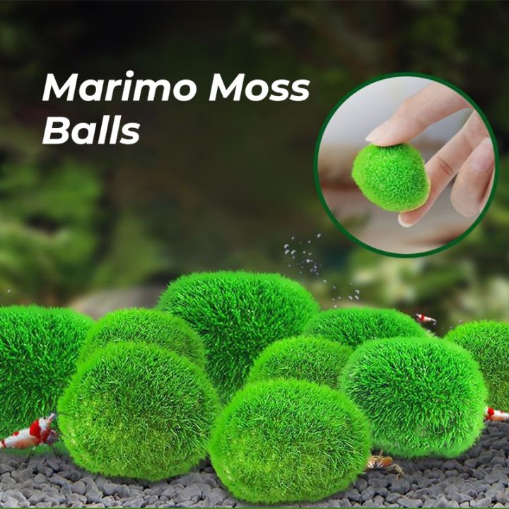 2cm 4cm Marimo Moss Balls Live Aquarium Plant Algae Fish Shrimp Tank  Ornament Simulation Green Algae Balls Artificial Plant