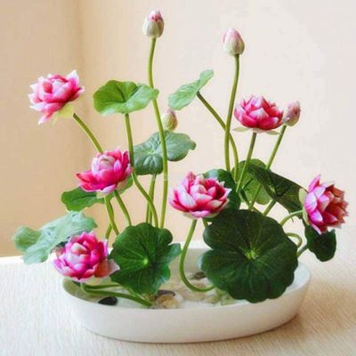 8 เมล็ด สีชมพู เมล็ดบัว บัวญี่ปุ่น บัวญี่ปุ่นแคระ เมล็ดเล็ก ดอกดกทั้งปี ของแท้ 100% Lotus Waterlily seed มีคู่มีวิธีปลูก รหัส 0003