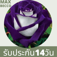 30 เมล็ด เมล็ดพันธุ์ กุหลาบ สตาร์แอนด์สไตร้พส์ Stripes Rose Seeds สี ขาว-ม่วง ดอกใหญ่ นำเข้าจากต่างประเทศ พร้อมคู่มือ เมล็ดสด ใหม่