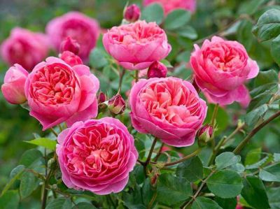 30 เมล็ด เมล็ดพันธุ์ Boscobel สายพันธุ์อังกฤษ ดอกกุหลาบ นำเข้าจากอังกฤษ ดอกใหญ่ พร้อมคู่มือปลูก English Rose Seeds