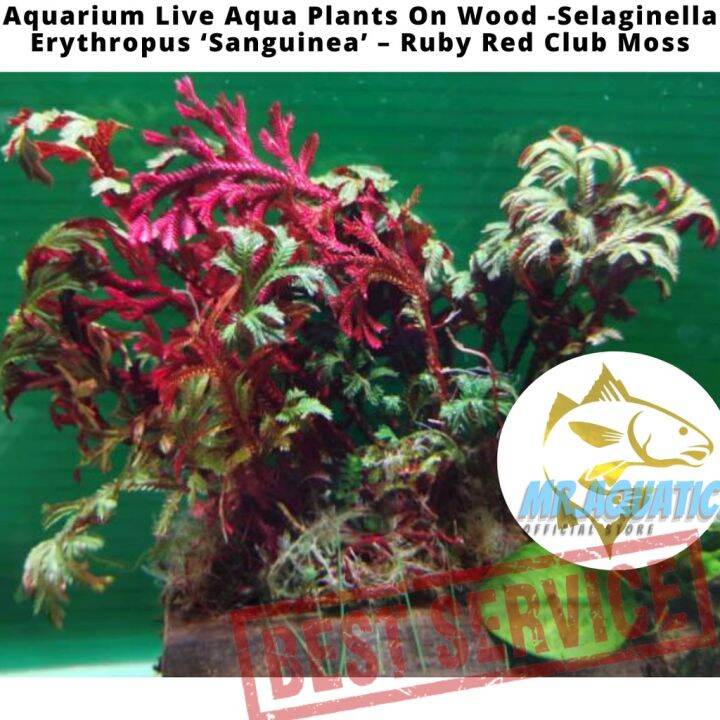 (Ready Stock) Aquarium Live Aqua Plants On Wood Selaginella Erythropus