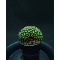 (โปร++) ยิมโนคริส Cactus Gymnocalycium ไม้เมล็ด ไซต์แม่พันธุ์ส่งแบบถอดกระถาง ไม้เมล็ด ส่งแบบถอดกระถาง ส่วนลด ต้นไม้ มงคล ส่วนลด เมล็ดพันธุ์ พันธุ์ข้าว เมล็ดหญ้า เมล็ดข้าวโพด