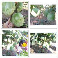 เมล็ดพันธุ์ มะเขือยักษ์ พันธุ์หยกภูพาน (Yok Poo Pan Giant Eggplant Seed) บรรจุ 50 เมล็ด ลูกขนาดใหญ่มาก สามารถใหญ่ได้มากกว่า 1 กิโล ปลูกง่าย ลูกใหญ่