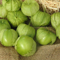 Green Tomatillo (100 seeds) โทมาทิลโล่ สีเขียว (100 เมล็ด)