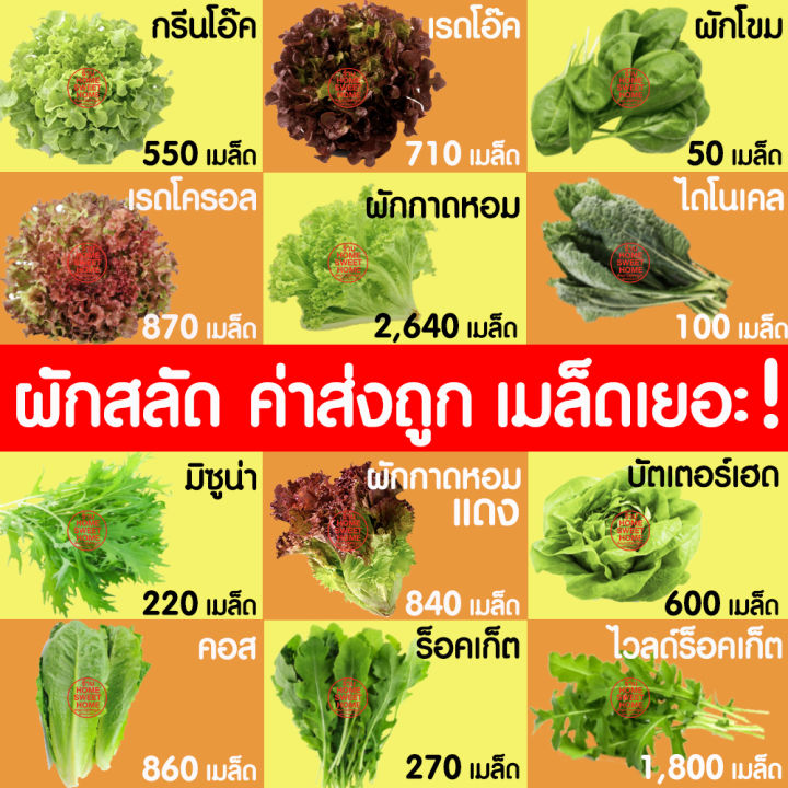 ค่าส่งถูก-เมล็ดผัก-เมล็ดผักสลัด-ผักบุ้งจีน-380-เมล็ด-เมล็ดพันธุ์-เมล็ดพันธุ์ผักสลัด-งอกดี-ปลูกผัก-ผักสลัด-สลัด-salad-ไฮโดร-hydroponic