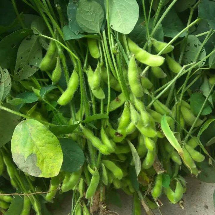 Japanese Edamame seeds Biji Benih Kacang Bulu Soya Lazada