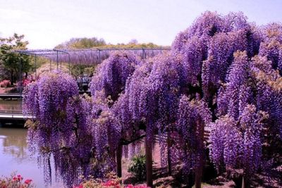 8 เมล็ดพันธุ์ เมล็ด วิสทีเรีย ดอกฟูจิ ไม้เถาวัลย์ ไม้ดอกประดับรั้ว ดอกสวยมาก สายพันธุ์ floribunda Lavender Falls สีม่วง (Wisteria) Seeds