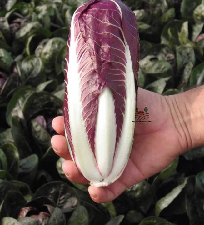 ชิโครีม่วง-radicchio-chicory-purple-seeds-ทรงรี-เมล็ดพันธุ์ชิโครี-บรรจุ-20-เมล็ด-ชิโครี