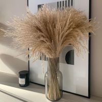 Pampas Grass Small Dried Flowers