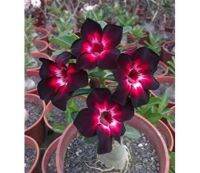 5 เมล็ด เมล็ดพันธุ์ ชวนชม ลูกผสมไฮบริด สายพันธุ์ black hybrids สีดำ กุหลาบทะเลทราย Desert Rose Adenium seed ราชินีบอนไซ ปลูกง่ายมาก รีบสะสม