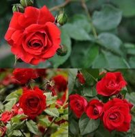 30 เมล็ด เมล็ดพันธุ์ กุหลาบพวง Floribunda Rose seed สีแดง ดอกหอม นำเข้าจากต่างประเทศ พร้อมคู่มือ เมล็ดสดใหม่