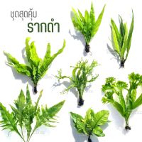 ชุดสุดคุ้ม ‘เฟิร์นรากดำ’ - ต้นไม้น้ำ "Microsorum" Set