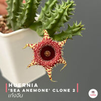 เก๋งจีน Huernia Sea Anemone Clone 2 แคคตัส กระบองเพชร cactus&amp;succulent