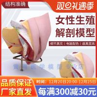 The female reproductive organs structure model 4 parts female reproductive system inside and outside uterine anatomical model of family planning