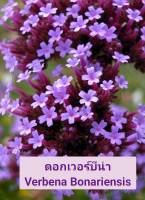 เวอร์บีน่า Verbena Bonariensis เมล็ดพันธุ์ดอกเวอร์บีน่า บรรจุ 40 เมล็ด 10 บาท ปลูกได้ตลอดทั้งปี เจริญเติบโตง่าย