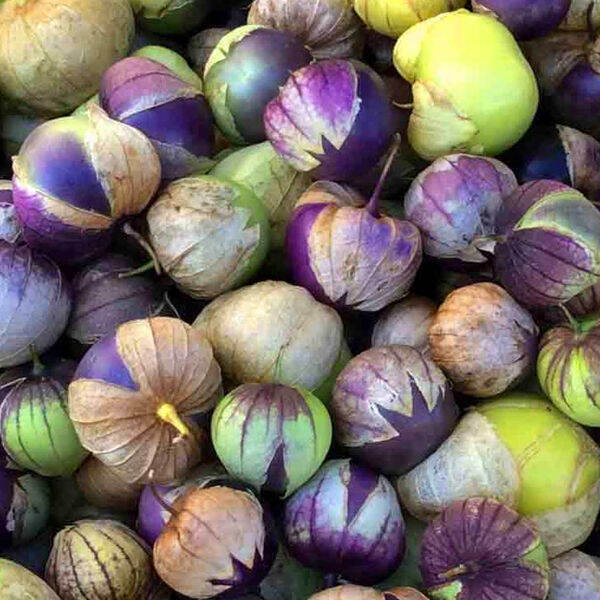 Purple Tomatillo Vegetable Seeds Tomatillo Seeds Heirloom Tomato