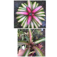 PROMOTION หน่อ-Neo yang# ต้นสับประรดสี #bromeliad#ต้นไม้สวยงาม# ไม้ประดับ# ตกแต่งบ้าน#bromeliad# ไม้ประดับ# ไม้มงคล# ขายถูก HOT ต้นไม้ ฟอก อากาศ กระถาง ต้นไม้ ไม้ ประดับ ต้นไม้ ปลูก ใน บ้าน