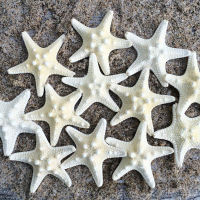 10Pcs Shooting Hanging DIY Props Knobby Beach Home White Decor Sea Craft Wedding Natural Fish Dried