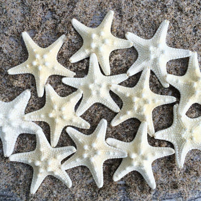10Pcs Starfish Props Craft Sea Photography White DIY Home Decor Party Wedding Hanging Fish Dried Natural