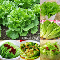 [Fast Germination] เมล็ด คุณภาพดี ราคาถูก เมล็ดพันธุ์แท้ 100% 100pcs เมล็ดพันธุ์ ผักสลัด Good Quality Lettuce Seeds Green Vegetable Seeds เมล็ดพันธุ์ผัก เต็มไปด้วยคุณค่าทางโภชนาการ เมล็ดพันธุ์ผัก ผักสวนครัว อัตราการงอกสูง Plants Seeds for Home &amp; Garden