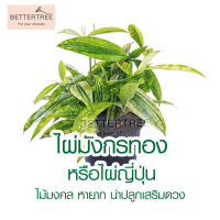 ไผ่ญี่ปุ่น กระถาง5 นิ้ว ไม้ในร่ม ไม้ฟอกอากาศ ต้นไม้ฟอกอากาศ ต้นไม้ plant