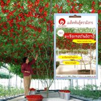 มะเขือเทศต้นอิตาลีทริปแอลครอป - Italian tomato tree (จำหน่ายเมล็ดพันธุ์นำเข้าจากต่างประเทศคุณภาพดี)