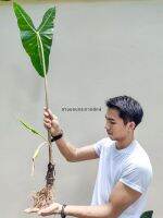 บอนพญาจงอาง, ว่าน, ว่านไทย, อโลคาเซีย, ALOCASIA LONGILOBA