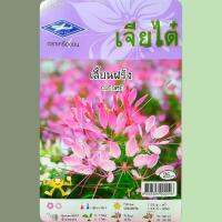 ดอกเสี้ยนฝรั่ง Cleome เจียไต๋