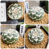 แอสโตรวี ไทป์ / แอสโตรวีไทป์ ฮานะโซโนะ แอสโตร /v Astrophytum V-type/ Hanazono ฮานะโซโนะ กระบองเพชร แคคตัส