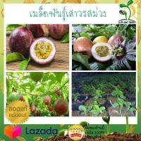 เมล็ดเสาวรส เสาวรสสีม่วง จำนวน 30 เมล็ด ปลูกง่าย โตเร็ว กำไรงาม ต้านทานโรคดี By JjSeed เสาวรส