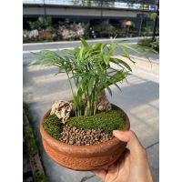 [Mini_Plant] สวนถาดดินไม้ อยู่ได้ทั้งแดดทั้งร่มรำไร