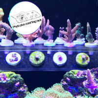 Phyto Plus Coral Frag SPS Support Stand cket อะคริลิคดูดถ้วย Fix Aquarium Fish Tank Reef เอียงเครื่องบิน