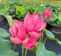 5 เมล็ด บัวนอก บัวนำเข้า บัวสายพันธุ์ ZHONGSHAN RED DUPLICATE LOTUS สีแดง สวยงาม ปลูกในสภาพอากาศประเทศไทยได้ ขยายพันธุ์ง่าย เมล็ดสด