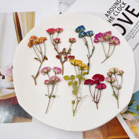 【cw】4-6cm12pcs,Dried small rose flowers,pressed mini rose nches DIY phone case,candle photo frame,wedding decorative material ！