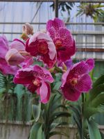 vanda กล้วยไม้แวนด้า ทูโทน ดอกใหญ่ ช่อใหญ่ จัดส่งพร้อมกระถางชำ3นิ้ว ต้นที่จำหน่ายเป็น ต้นปลูกในกระถางแขวนต้นแข็งแรงรากเดินดีแล้ว สามารถย้ายปลูกลงกระถาง ติดไม้แขวน หรือปลูกเกาะต้นไม้ได้
ข้อมูลพฤกษาศาสตร์ :แวนด้าเข็มแสดลูกผสม เป็นกล้วยไม้ สกุลแวนด้ากลุ่มเด