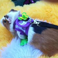 Hamster Harness Vest Adjustable Leash Set for guinea pig Chinchilla Mice Rat Ferret Small Animal Accessories N17 20 Dropship Leashes