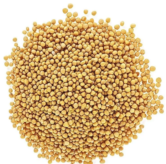 Mustard seed/Mustard seed for planting,high germination rate, easy to
