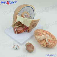 Spot parcel post Simulation Human Head in Transverse Section Anatomical Model Department of Stomatology Department of Otolaryngology Department of Cardiology and Cerebrovascular Department